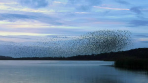 Murmuration - from Outlander-Online.com